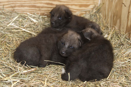 Maned Wolf Litter Maned Wolf Litter